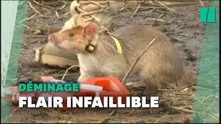 Une armée de rats entraînés à détecter des mines au Cambodge