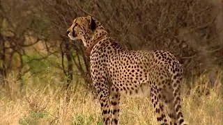 Caracal Top Cat