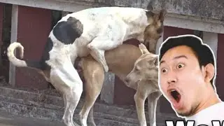 dog meeting in first time #dog #meeting #viral #YouTube video 