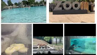 Visiting a BEAUTIFUL SAFARI plus BOLDER BEACH || Zoom Torino || , | Sohail Iqbal |