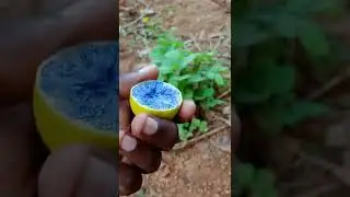Lemon lava | lemon and baking reaction #shorts #art #lemonexperiment @abhijith_c.s_gt #experiment