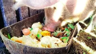 🔊 pig is eating slop / malac moslék /  يأكل الخنزير  / le porc mange / porcul mănâncă
