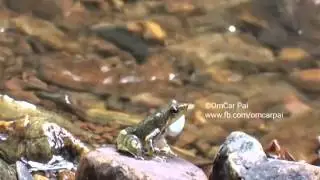 Micrixalus species (Dancing Frog) foot flagging from Western Ghats of India