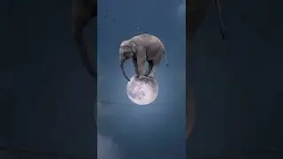 cute and funny small elephant pic editing video and photos 🤣 like comment share and subscribe please