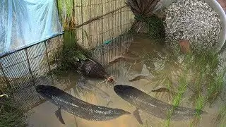 Primitive Technology | Khmer Fishing in the Rice Field | Bamboo Net And Fish Box Trap | Micro Fish