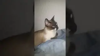 olha galera cantando pro meu gato🥰🥰🥰
