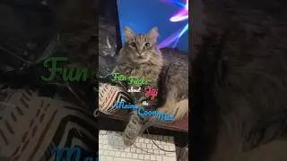 Fun Facts about Jiji the Maine Coon Mix | ​⁠@catladytails #catvideos #catfacts