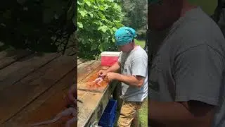 How i clean a bullfrog. #fishing #frogging #swamp #countryboy