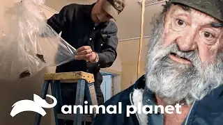 Socorro! Os morcegos invadiram minha casa! | S.O.S. Castores | Animal Planet Brasil