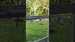 Backyard rabbit travels the high grass