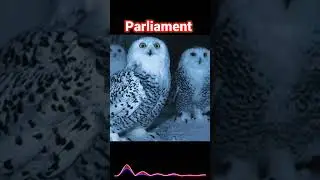 The Surprising Name for a Group of Owls - A Parliament