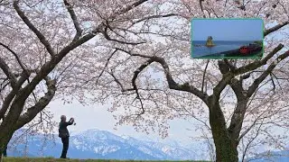 富山の一日 | 雨晴海岸 | あさひ舟川「春の四重奏」2025年
