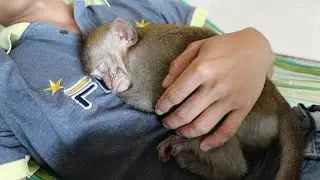 Warm Place Of Monkey Nona | Nona Loves To Sleep On Dad's Chest, Lovely Sleeping Compilation