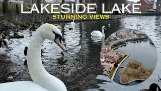 Graceful Swans at Lakeside Lake | Stunning Drone Footage | 4K Nature 
