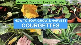 COURGETTE & SQUASH: How to Sow, Grow & Harvest crops organically &ndash; plus Variety Guide to the Best