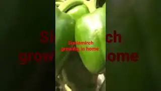 #desi #simlamirch