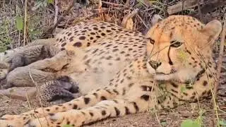 #Cheetah new born babies 