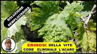 ACARO ERINOSI DELLA VITE ricoscerlo ed eliminarlo