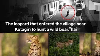 The leopard that entered the village near Kotagiri to hunt a wild boar.
