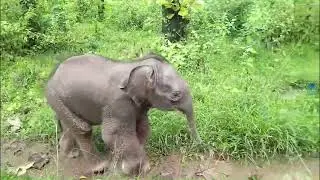 Baby elephant released into the wild - ran and reached a village in Karnataka - #elephantbaby