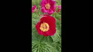 Russian flowers