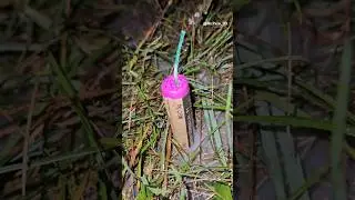 Tp2 3g. (Tropic)                                     #firecracker #pyrotechnik #feuerwerk