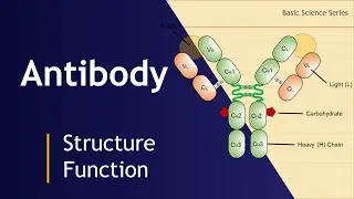 Antibody | Structure | Illustration | Graphics | Design | Basic Science Series
