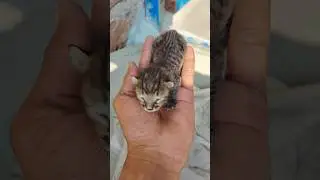 10 day old kitten eyes not open | Bablu blogs #cat #cats #shorts #viral #trending
