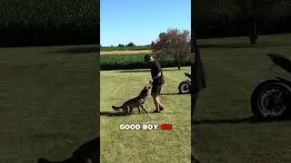 Yada   1 5 yrs old Jumping a 2021 #Ducati StreetFighter #dog #k9 #workingdog #protectiondog #malinoi