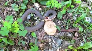 queensnake