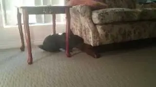 Rabbit chinning
