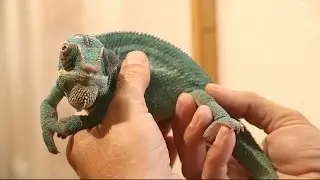 A chameleon of many colors