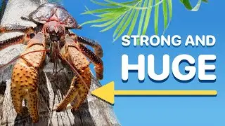 THE GIANT Coconut crab with the STRONGEST claws - The Robber crab - The Palm Crab 🦀