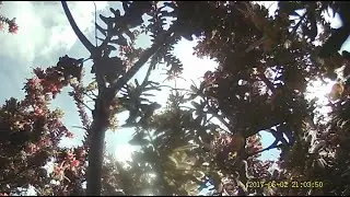 Birds and Bees In Australian winter garden.