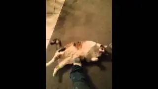 Fat cat belly roll