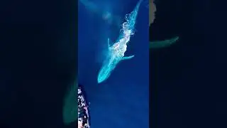Whale voice is infinitely deep🐳🐳
