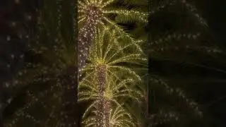 Palm Tree Lights