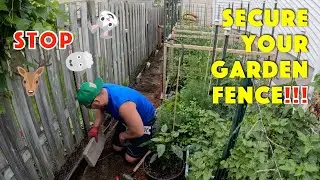 Build Secure Garden Fence That Works! Keep Pests Out with Chicken Wire and Stones DIY (Easy & Cheap)