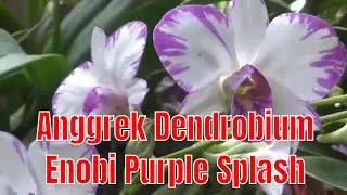 Anggrek Dendrobium Enobi Purple Splash