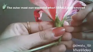 DISSECTION OF HIBISCUS