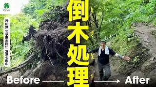 【倒木処理】大自然の洗礼を受けながらの作業でした！#gardening #tree #solution #akita #japan #felling  #伐採 #剪定 #dangerous