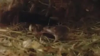 African pygmy mice hunt a locust