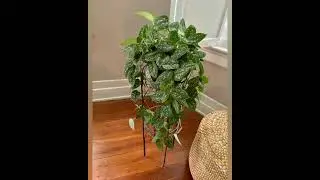 🌿 Silver Pothos Care & Styling | Satin Pothos 🪴#moneyplant#shorts#indoorplants#plants #viral