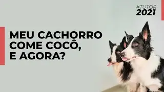 Coprofagia | #Tutor2021 | Epis&oacute;dio 20