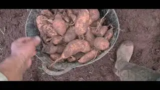 Se o agricultor não planta a cidade não almoça nem janta. 