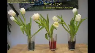 Bunte Tulpen