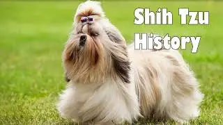 Podcast 143: Shih Tzu History | How the Royal Tibetan dog was saved from extinction
