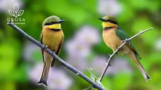 Calming Bird Sounds | Soothing Chirps to Ease Anxiety and Promote Relaxation | Sounds for Sleeping