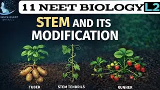 Stem and Its Modification - Morphology Of Flowering Plants|Class 11 Biology| Chap-5|NEET/CBSE/NCERT