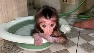 NEWBORN BABY MONKEY WILLY TAKES A SHOWER WITH SHAKING